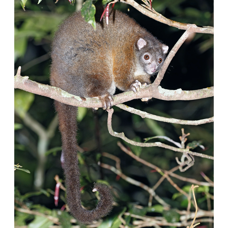 Кольцехвостый кускус