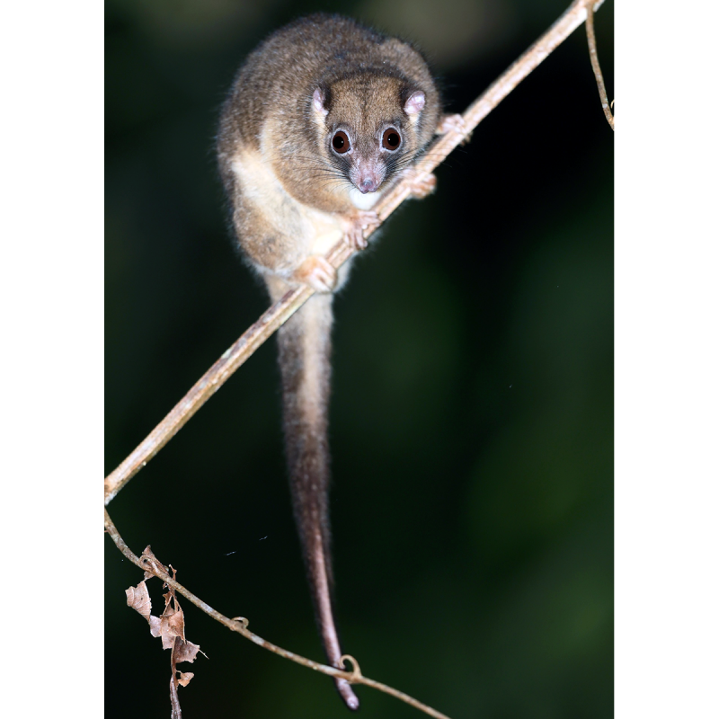 Поссум Австралия