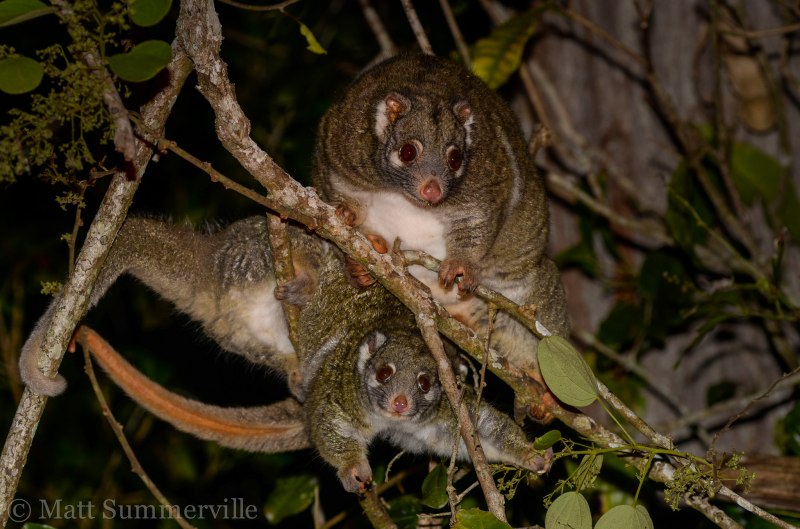 Pseudocheirus peregrinus