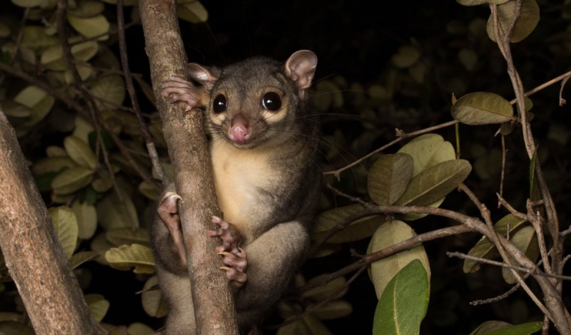 Щеткохвостый поссум