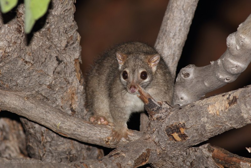 Кольцехвостый кускус