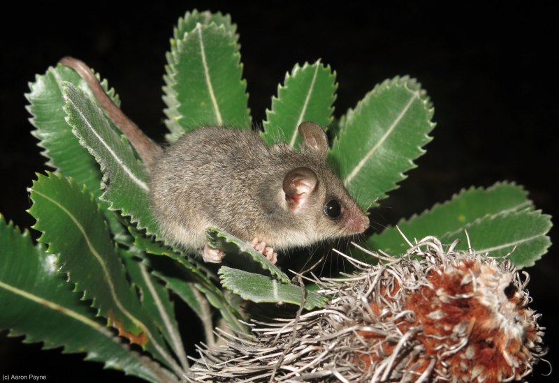 Поссум австралийский