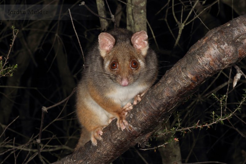 Австралийский щетинохвостый поссум