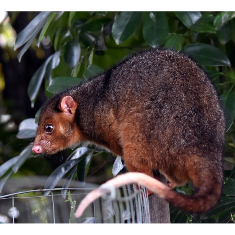 Сумчатый кускус