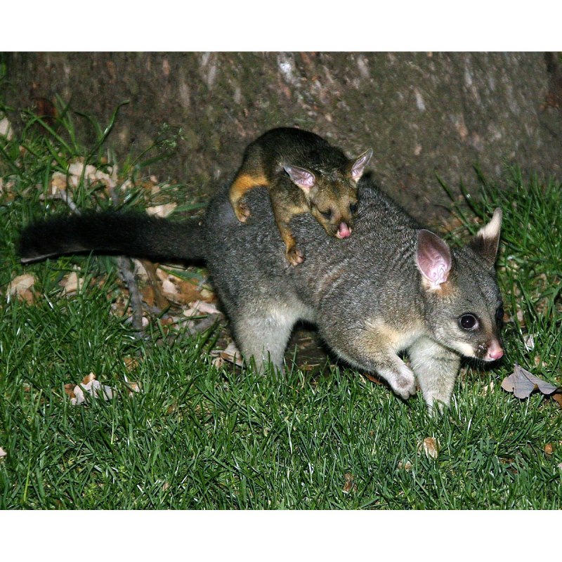 Австралийский карликовый опоссум