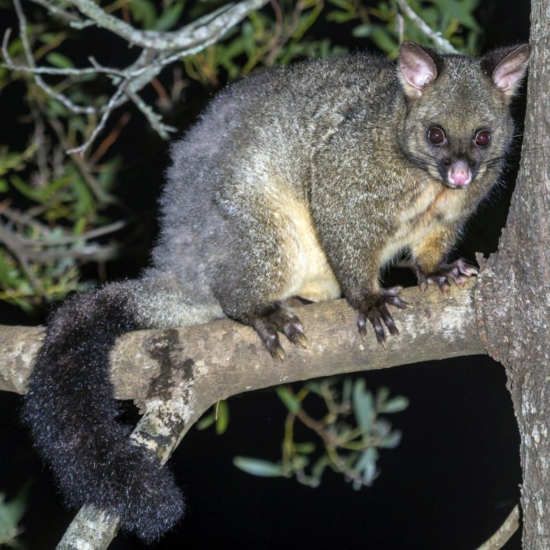 Зеленый Кольцехвостый поссум