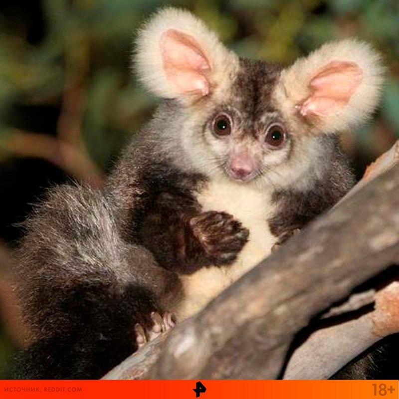 Тасманийский поссум