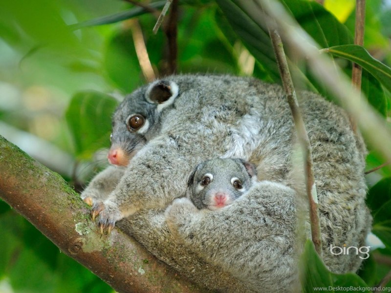 Тасманийский поссум