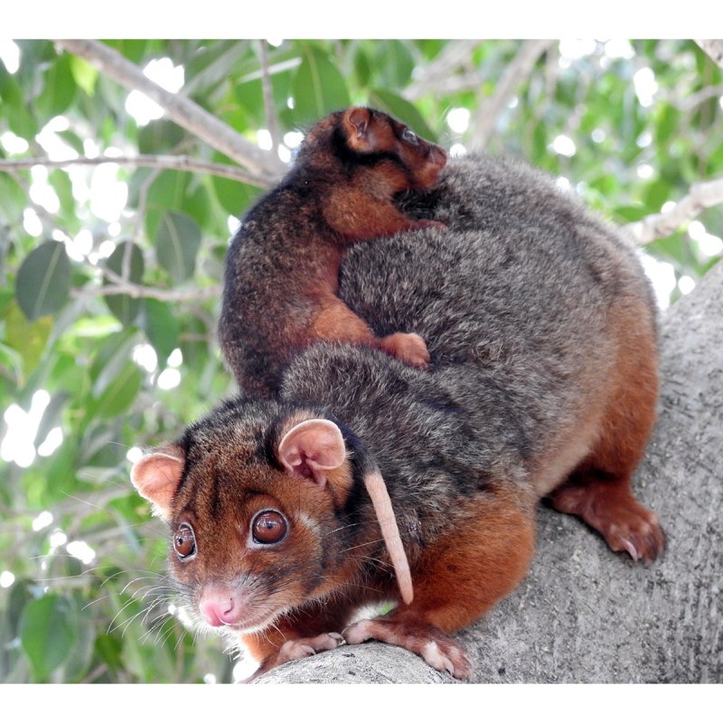 Чешуехвостый кускус