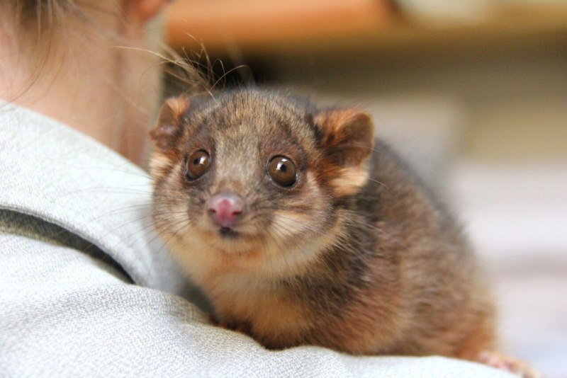 Австралийский карликовый поссум