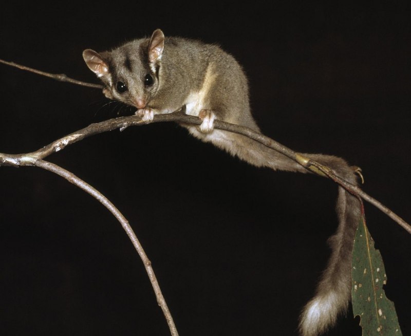 Поссум сумчатый Кольцехвостый