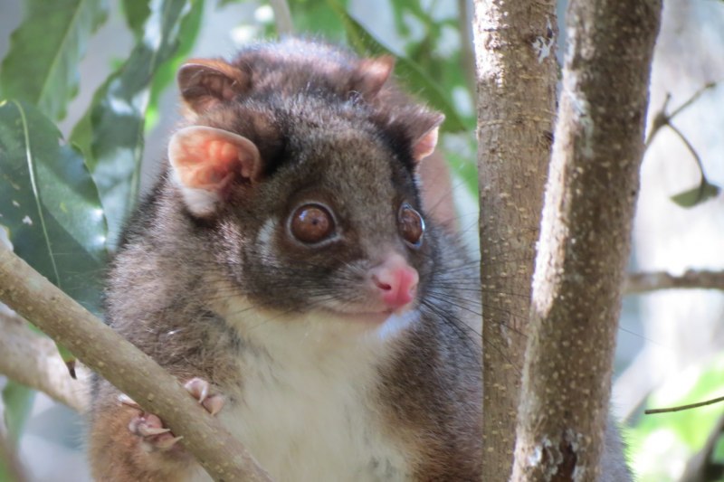Австралийский щетинохвостый поссум