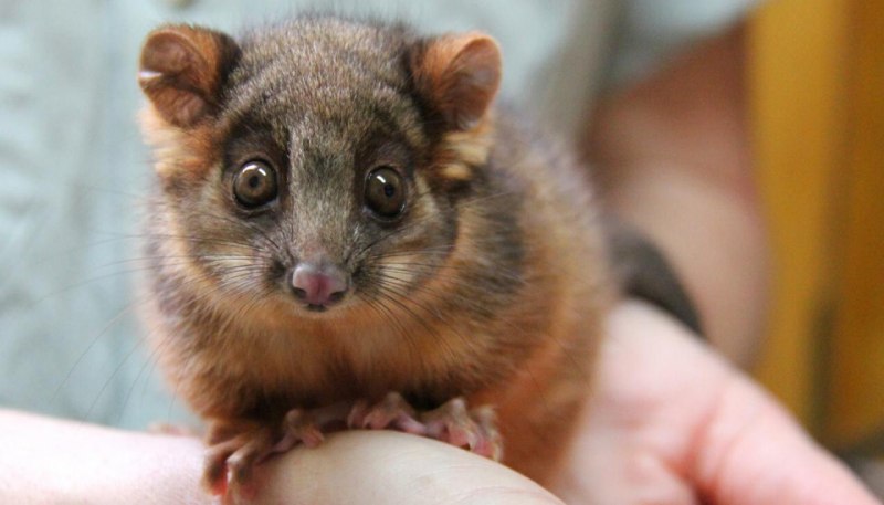 Поссум австралийский