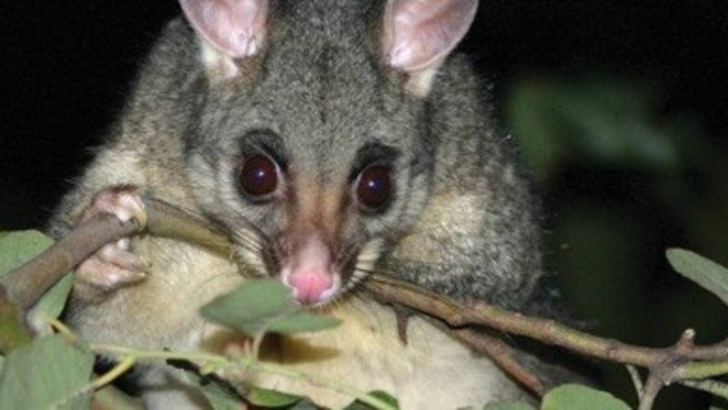 Карликовый Летучий кускус