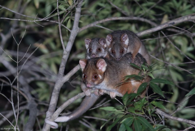 Кольцехвостый кускус