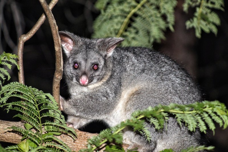 Рингтейл опоссум