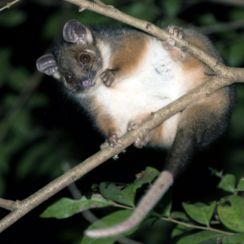 Колуехвостый опоссума