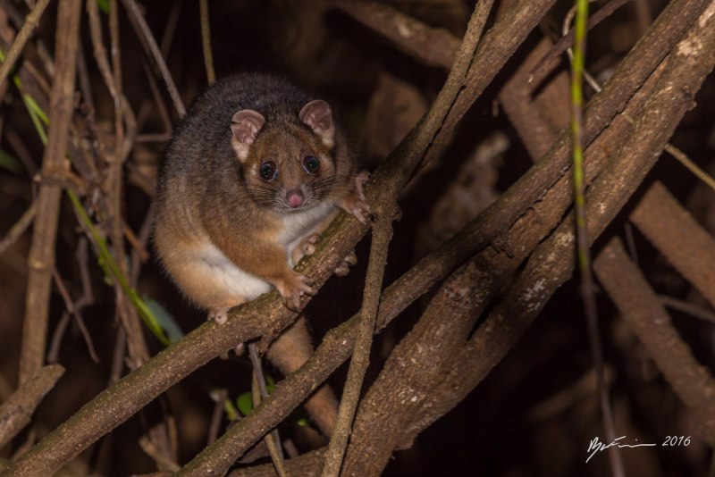 Карликовый сумчатый кускус