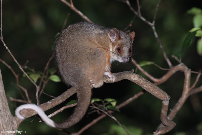 Кус кус Кольцехвостый