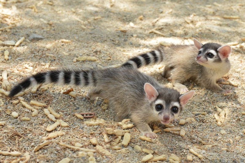 Рингтейл опоссум