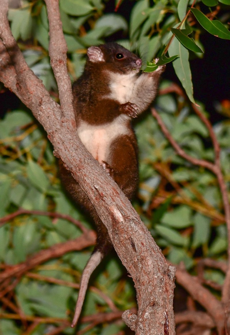 Кольцехвостый кускус