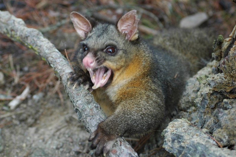 Поссум с палкой