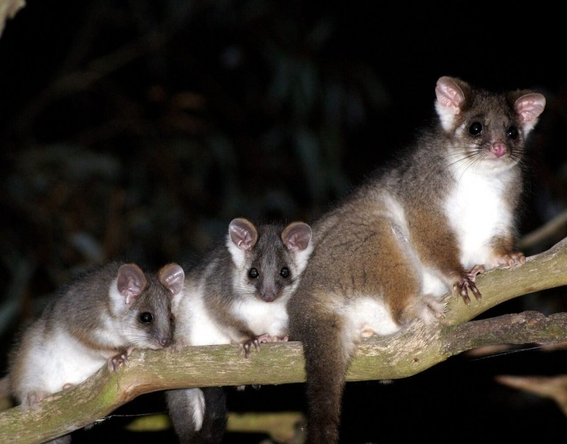 Поссум австралийский