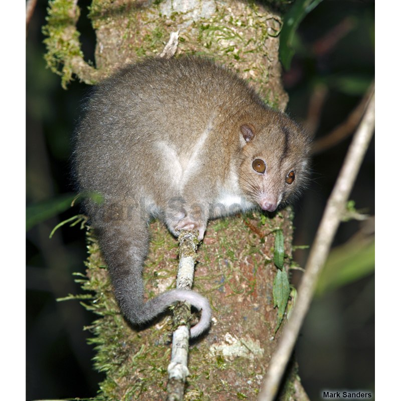 Опоссум Кольцехвостый