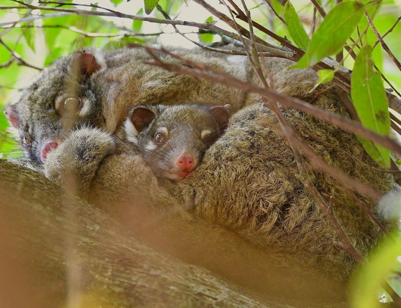 Зеленый Кольцехвостый поссум