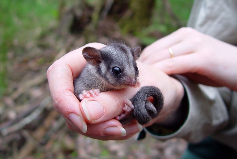 Летучий кускус