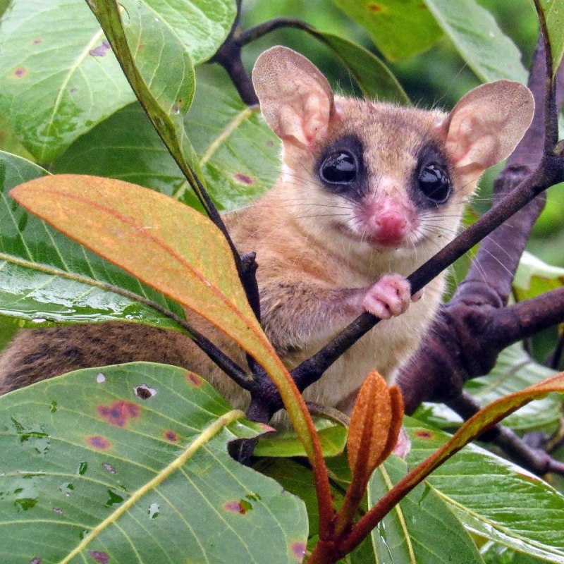 Кольцехвостый кускус