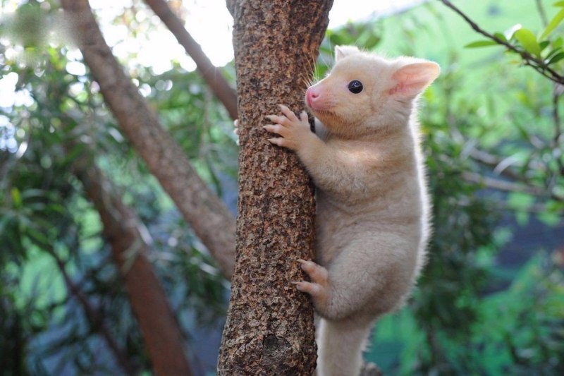 Карликовый поссум