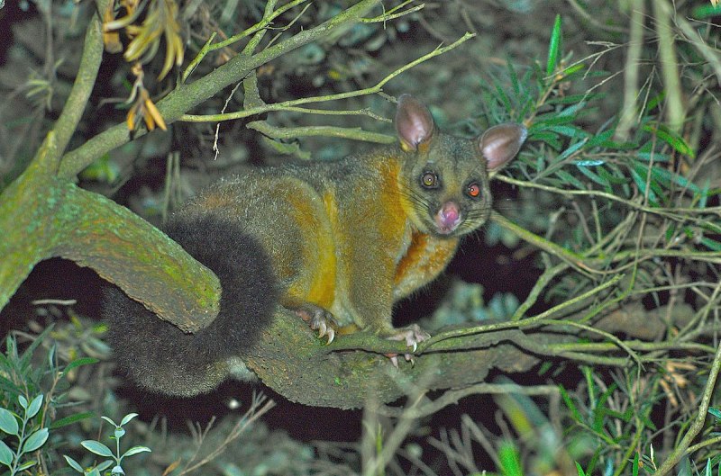 Толстохвостый поссум