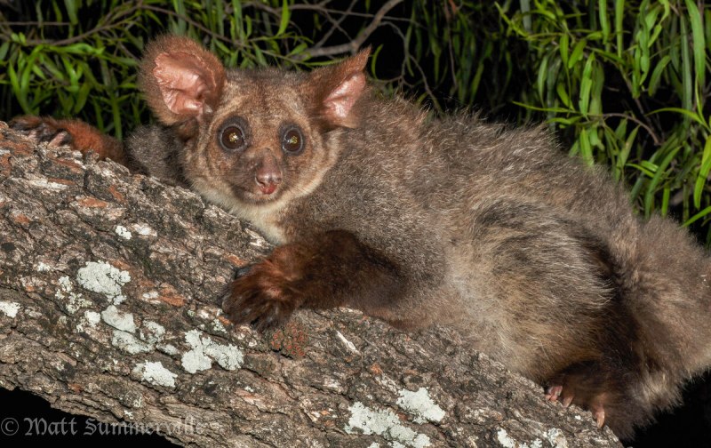 11. Североамериканский какомицли
