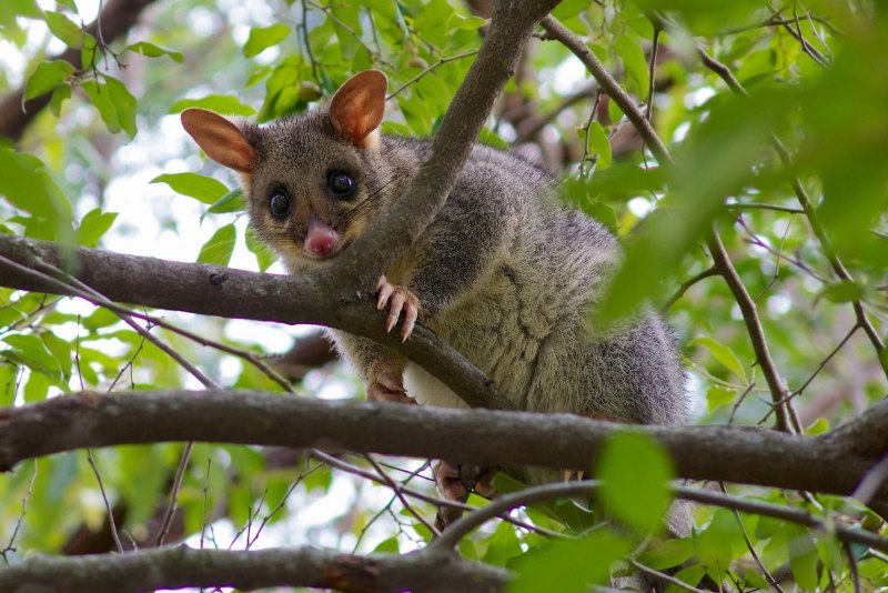 Пятнистый кускус скелет