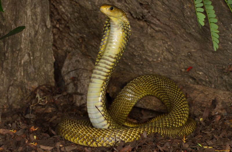 Королевская Кобра