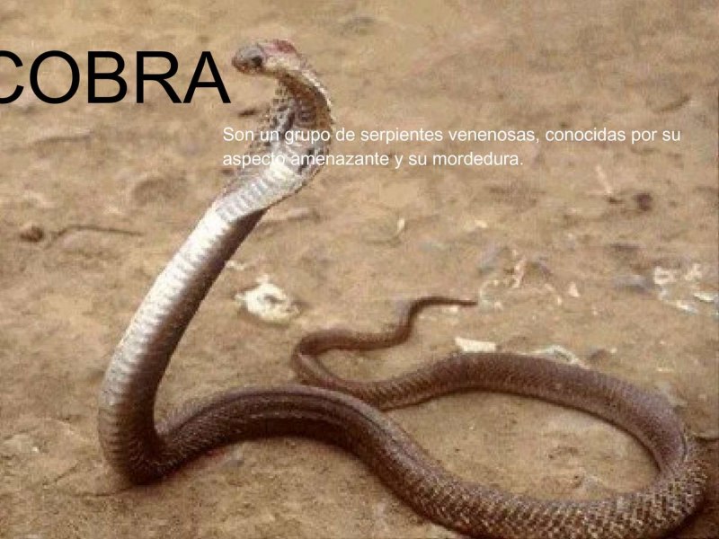 Королевская Кобра