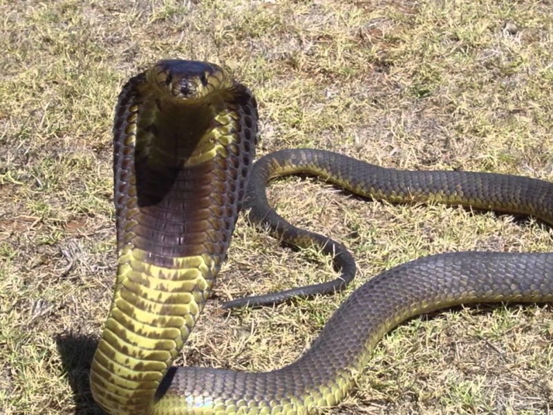 Королевская Кобра