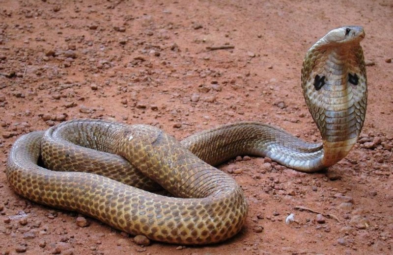 Королевская Кобра гамадриад