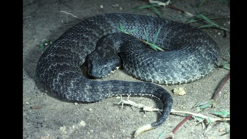 Змеи кобры Королевская