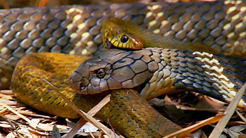 Королевская Кобра