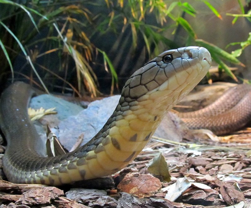 Королевская Кобра