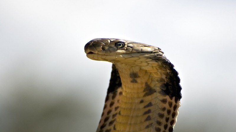 Ложная Кобра Гюнтера