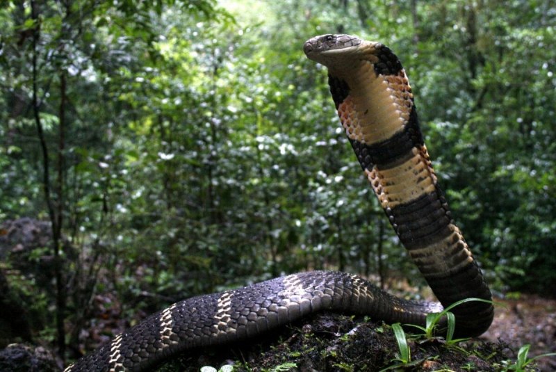 Змея Египетская Кобра