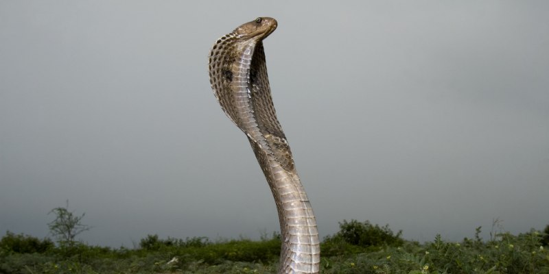 Индийская Кобра (Naja Naja)
