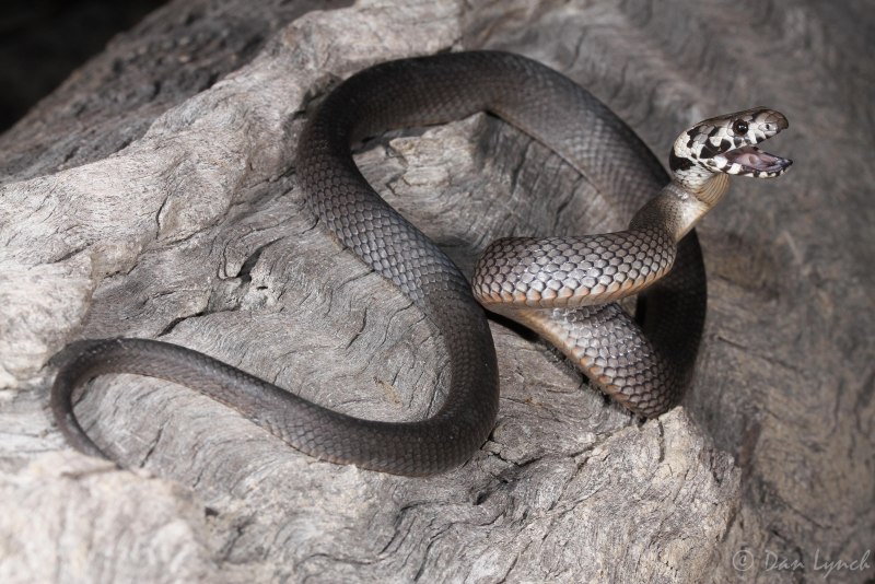 Змея тигровый полоз