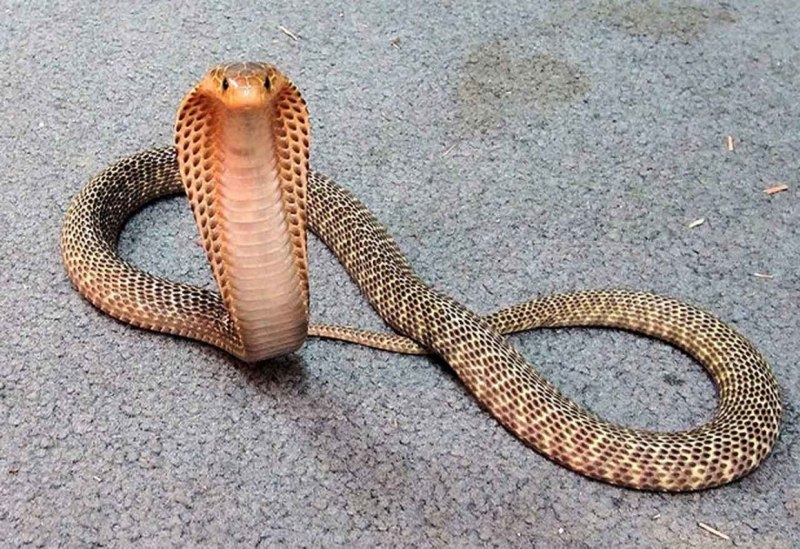 Южноафриканская щитковая Кобра