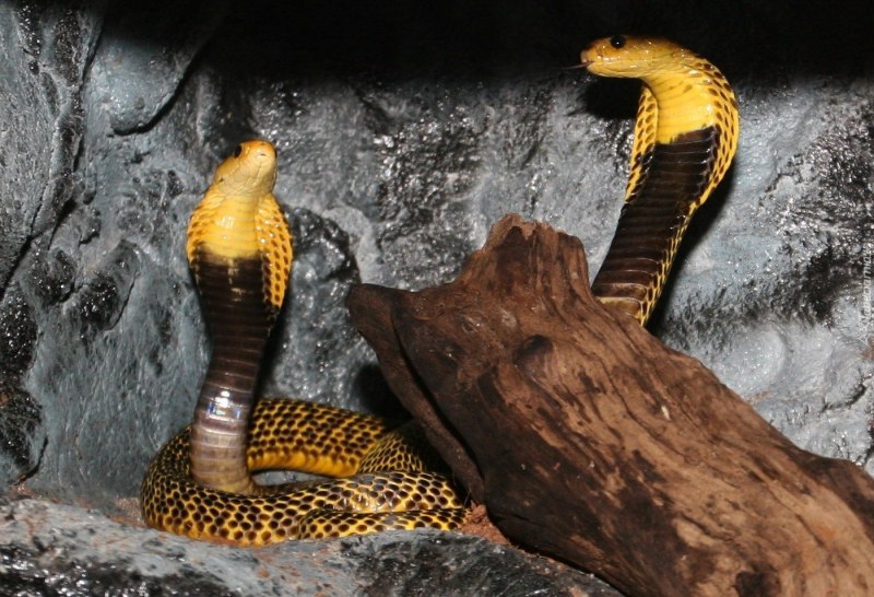 Королевская Кобра гамадриад