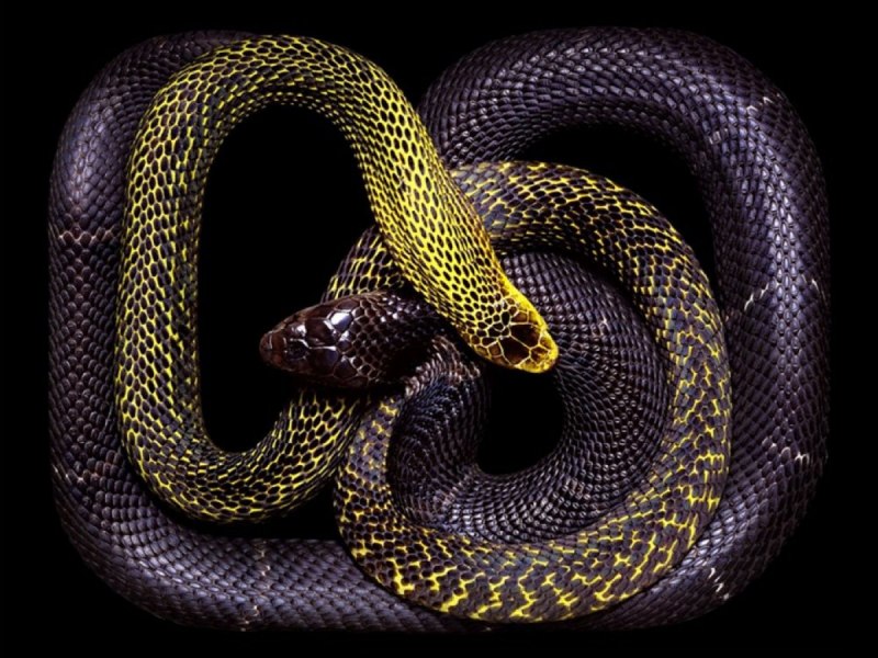 Филиппины змеи нападают