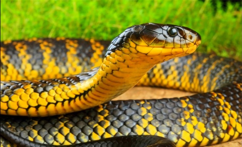 Lampropeltis Triangulum campbelli